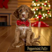 PEPPERMINT PATTY CHRISTMAS!, a female Miniature Goldendoodle for sale in Jacksonville, FL – Photo 2 of 6