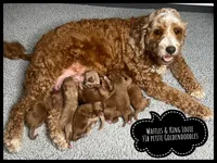 PEPPERMINT PATTY CHRISTMAS!, a female Miniature Goldendoodle for sale in Jacksonville, FL – Photo 6 of 6