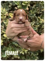 PEPPERMINT PATTY CHRISTMAS!, a female Miniature Goldendoodle for sale in Jacksonville, FL – Photo 4 of 6