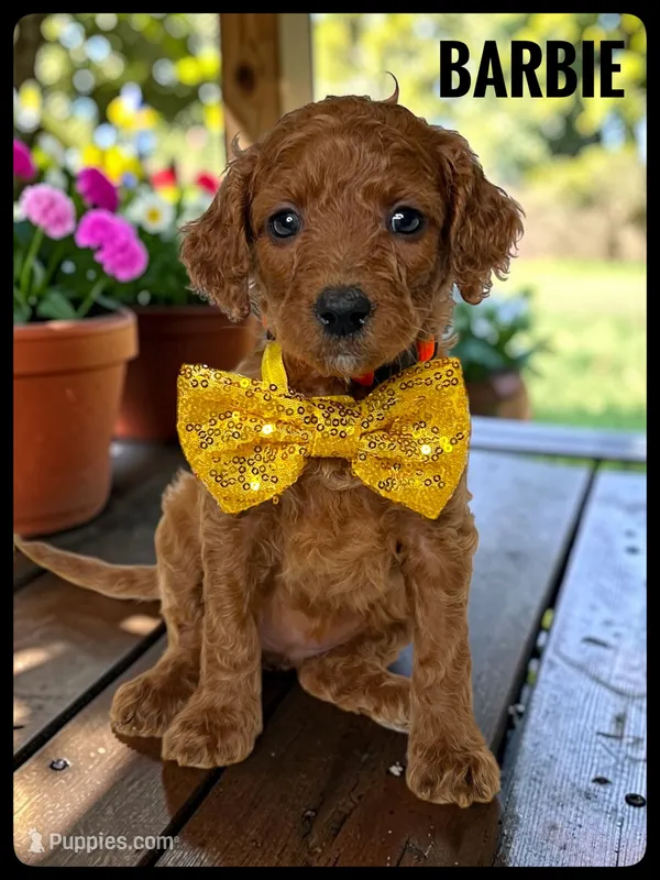 Barbie - F1b petite – Goldendoodle, Miniature Goldendoodle puppy for sale in Jacksonville, FL