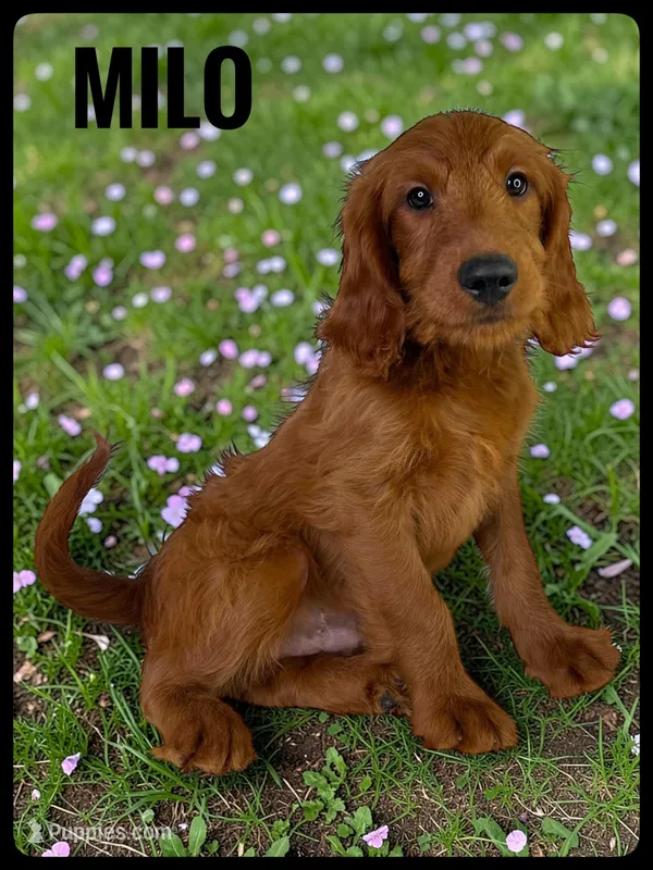 Milo – Goldendoodle, Miniature Goldendoodle puppy for sale in Jacksonville, FL