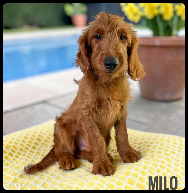 Milo – Goldendoodle, Miniature Goldendoodle puppy for sale in Jacksonville, FL
