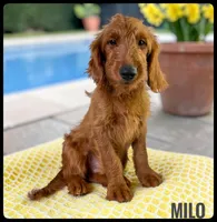 Milo, a male Goldendoodle and Miniature Goldendoodle for sale in Jacksonville, FL – Photo 1 of 5