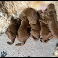 Milo, a male Goldendoodle and Miniature Goldendoodle for sale in Jacksonville, FL – Photo 4 of 4