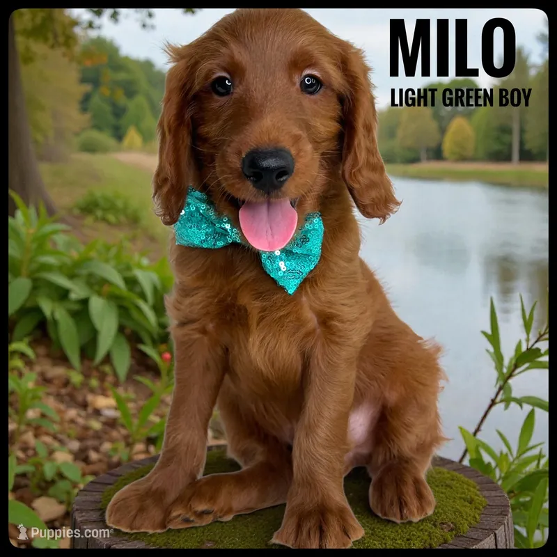 Milo, a male Goldendoodle and Miniature Goldendoodle for sale in Jacksonville, FL – Photo 1 of 3