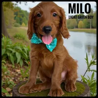 Milo, a male Goldendoodle and Miniature Goldendoodle for sale in Jacksonville, FL – Photo 1 of 3