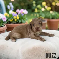 Buzz - F1b Petite, a male Goldendoodle and Miniature Goldendoodle for sale in Jacksonville, FL – 1 of 1