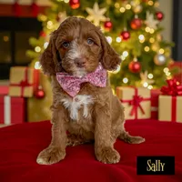 SALLY CHRISTMAS PUPPY!, a female Goldendoodle for sale in Jacksonville, FL – Photo 1 of 5