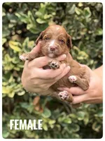 SALLY CHRISTMAS PUPPY!, a female Goldendoodle for sale in Jacksonville, FL – Photo 3 of 5