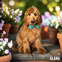 Alana - F1 Medium, a female Goldendoodle and Miniature Goldendoodle for sale in Jacksonville, FL – 1 of 1