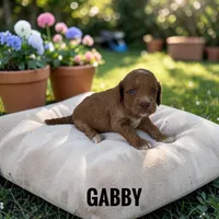 Gabby - F1b Petite, a female Goldendoodle and Miniature Goldendoodle for sale in Jacksonville, FL – 1 of 1