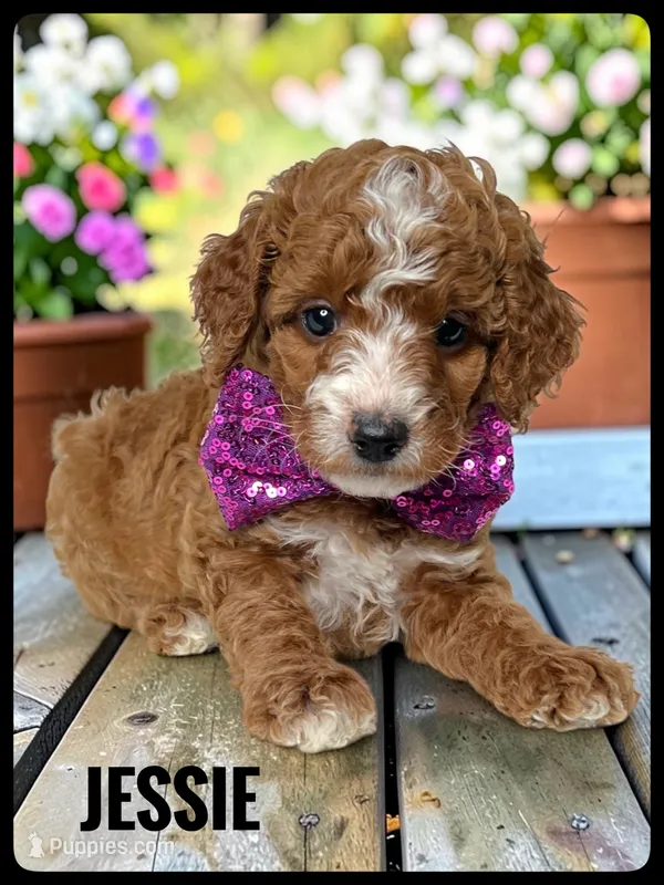 Jessie - F1b Petite – Goldendoodle, Miniature Goldendoodle puppy for sale in Jacksonville, FL