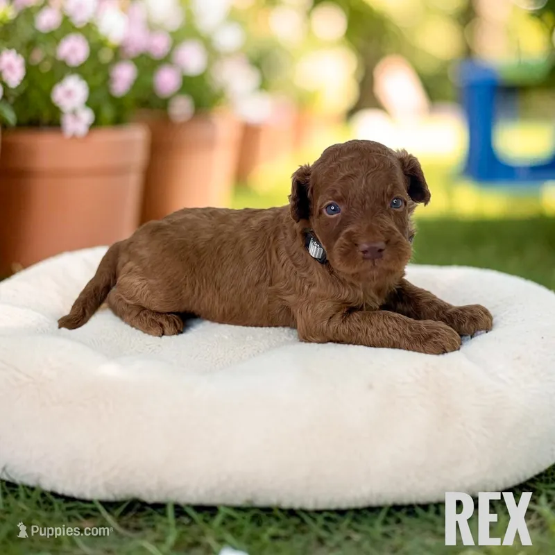Rex - F1b Petite – Goldendoodle, Miniature Goldendoodle puppy for sale in Jacksonville, FL