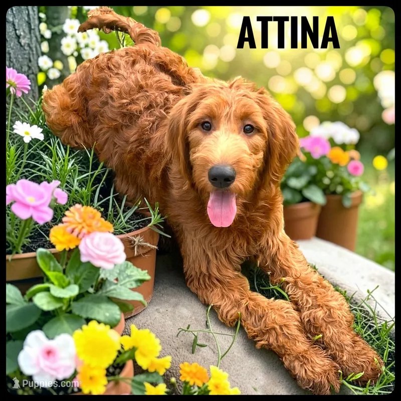 Attina - F1 Standard – Goldendoodle puppy for sale in Jacksonville, FL