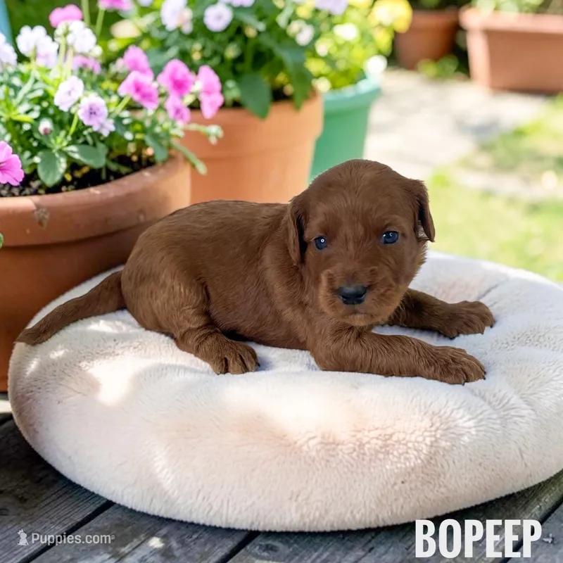 BoPeep - F1b Petite – Goldendoodle, Miniature Goldendoodle puppy for sale in Jacksonville, FL