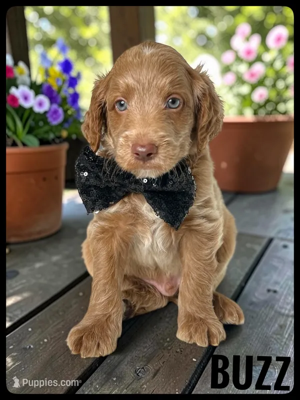Buzz - F1b Petite – Goldendoodle, Miniature Goldendoodle puppy for sale in Jacksonville, FL