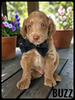 Buzz - F1b Petite, a male Goldendoodle and Miniature Goldendoodle for sale in Jacksonville, FL – 1 of 2
