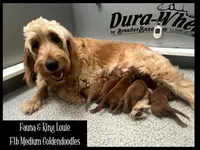 Sebastian, a male Goldendoodle and Miniature Goldendoodle for sale in Jacksonville, FL – Photo 2 of 3