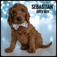 Sebastian, a male Goldendoodle and Miniature Goldendoodle for sale in Jacksonville, FL – Photo 1 of 3