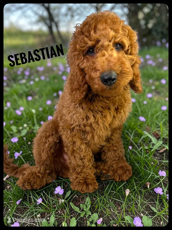Sebastian – Goldendoodle, Miniature Goldendoodle puppy for sale in Jacksonville, FL