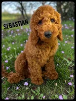 Sebastian, a male Goldendoodle and Miniature Goldendoodle for sale in Jacksonville, FL – Photo 1 of 4