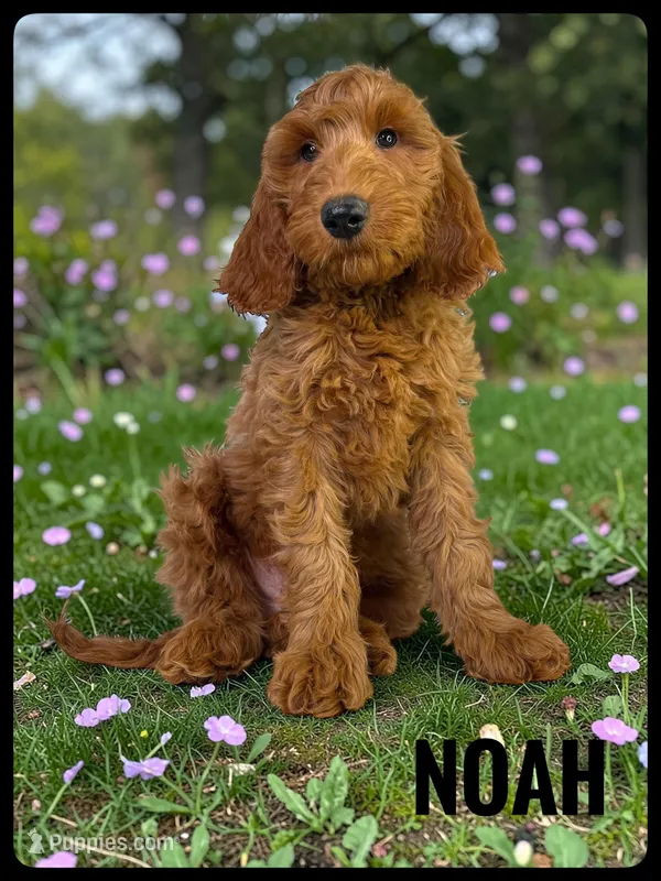 Noah – Goldendoodle, Miniature Goldendoodle puppy for sale in Jacksonville, FL