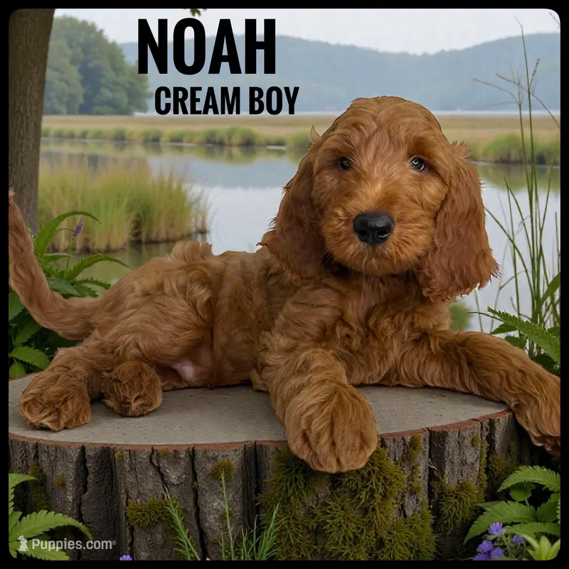Noah, a male Goldendoodle and Miniature Goldendoodle for sale in Jacksonville, FL – Photo 1 of 3