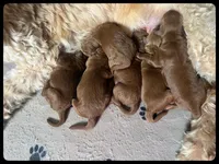 Noah, a male Goldendoodle and Miniature Goldendoodle for sale in Jacksonville, FL – Photo 3 of 3