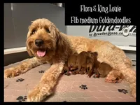 Dante, a male Goldendoodle and Miniature Goldendoodle for sale in Jacksonville, FL – Photo 2 of 3