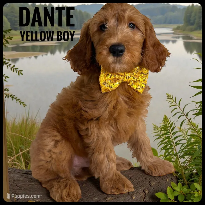 Dante, a male Goldendoodle and Miniature Goldendoodle for sale in Jacksonville, FL – Photo 1 of 3