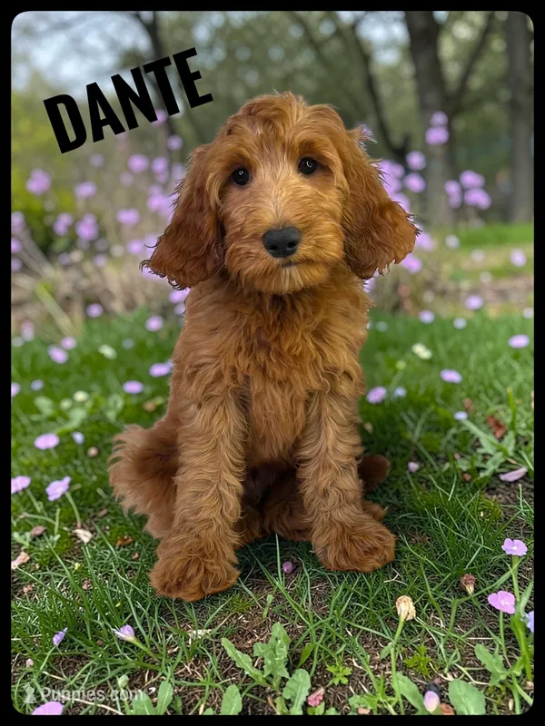 Dante – Goldendoodle, Miniature Goldendoodle puppy for sale in Jacksonville, FL