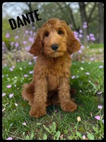 Dante, a male Goldendoodle and Miniature Goldendoodle for sale in Jacksonville, FL – Photo 1 of 4