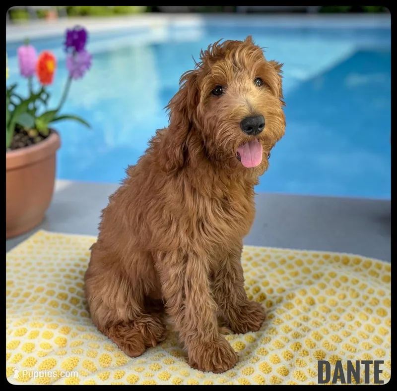 Dante – Goldendoodle, Miniature Goldendoodle puppy for sale in Jacksonville, FL