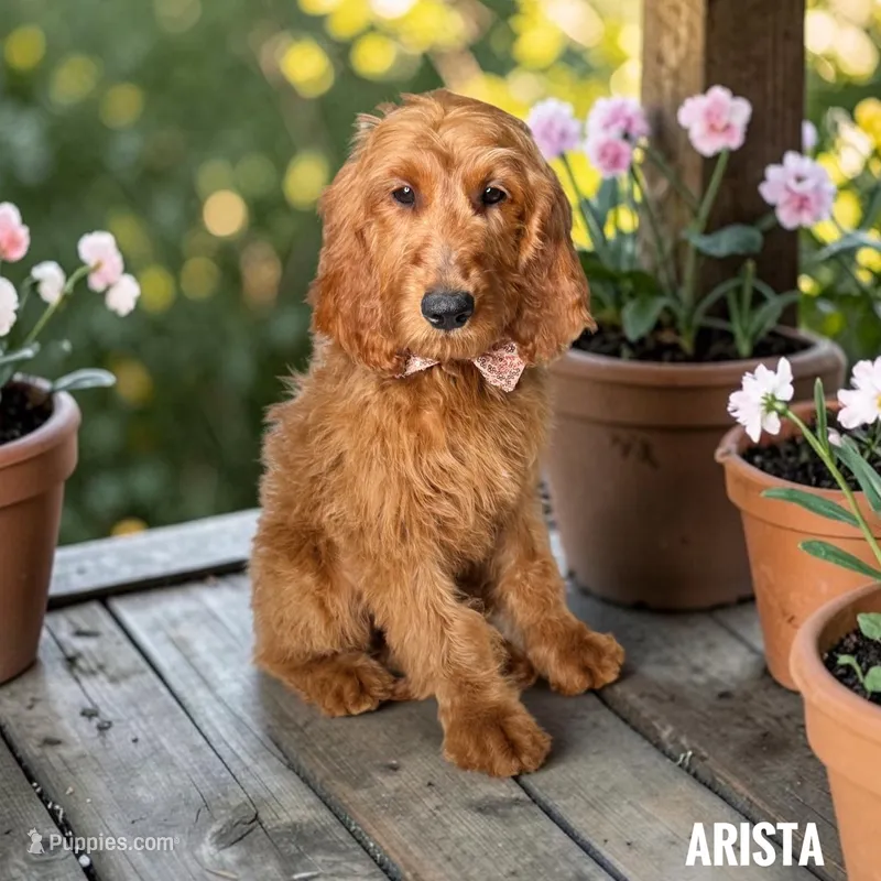 Arista - F1 medium – Goldendoodle, Miniature Goldendoodle puppy for sale in Jacksonville, FL