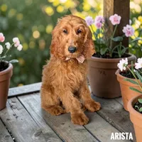 Arista - F1 medium, a female Goldendoodle and Miniature Goldendoodle for sale in Jacksonville, FL – 1 of 1