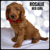 Rosalie, a female Goldendoodle and Miniature Goldendoodle for sale in Jacksonville, FL – Photo 2 of 4