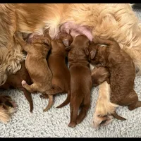 Rosalie, a female Goldendoodle and Miniature Goldendoodle for sale in Jacksonville, FL – Photo 4 of 4