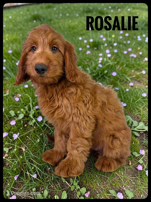 Rosalie – Goldendoodle, Miniature Goldendoodle puppy for sale in Jacksonville, FL