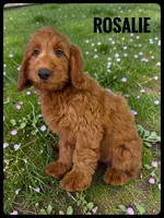Rosalie, a female Goldendoodle and Miniature Goldendoodle for sale in Jacksonville, FL – Photo 1 of 4