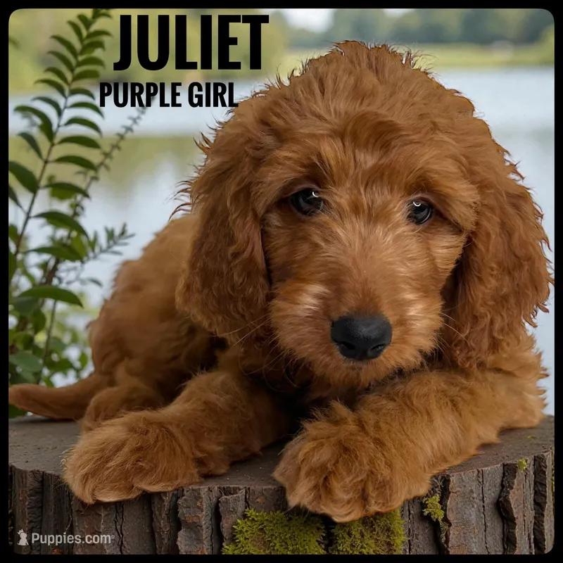 Juliet, a female Goldendoodle and Miniature Goldendoodle for sale in Jacksonville, FL – Photo 1 of 3