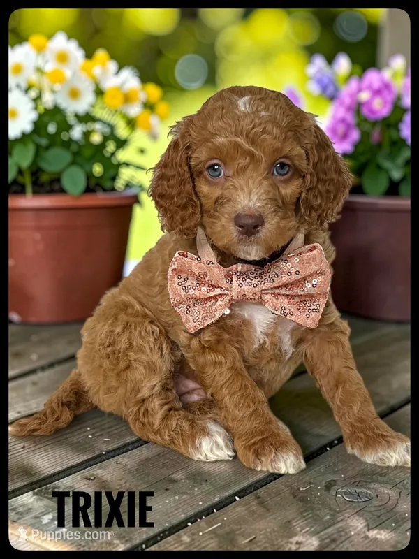 Trixie - F1b Petite – Goldendoodle, Miniature Goldendoodle puppy for sale in Jacksonville, FL