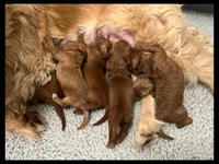 Amor, a male Goldendoodle and Miniature Goldendoodle for sale in Jacksonville, FL – Photo 3 of 3