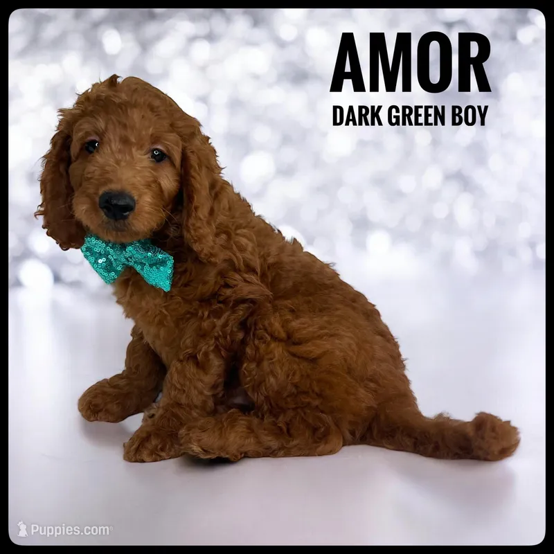 Amor, a male Goldendoodle and Miniature Goldendoodle for sale in Jacksonville, FL – Photo 1 of 3