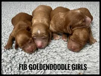 LUCY CHRISTMAS PUPPY!, a female Goldendoodle for sale in Jacksonville, FL – Photo 4 of 5