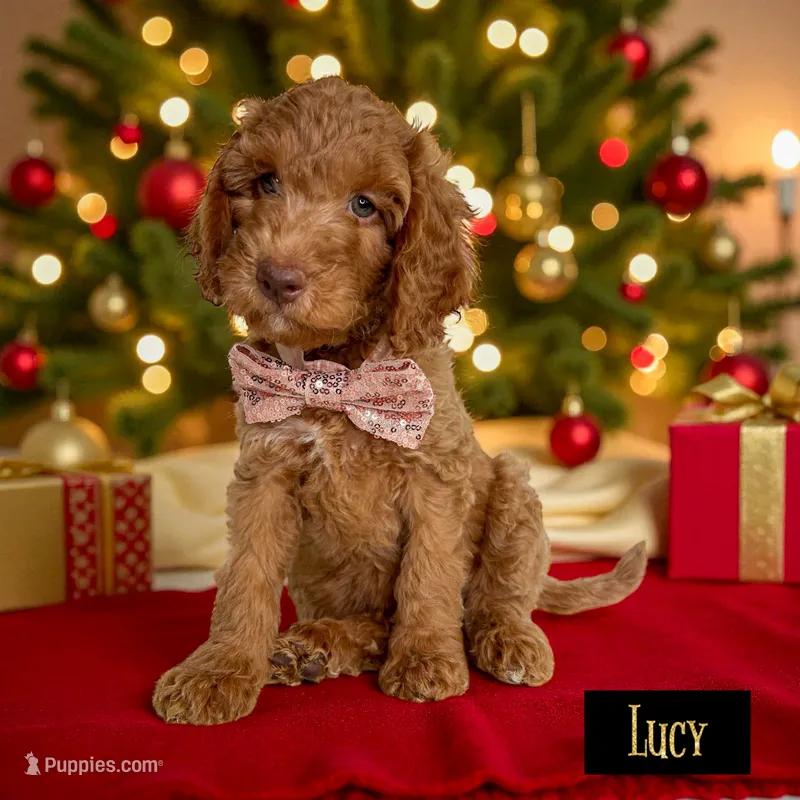 LUCY CHRISTMAS PUPPY!