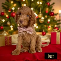 LUCY CHRISTMAS PUPPY!, a female Goldendoodle for sale in Jacksonville, FL – Photo 1 of 5
