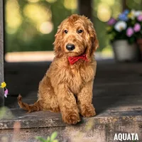 Aquata - F1 Medium, a female Goldendoodle and Miniature Goldendoodle for sale in Jacksonville, FL – 1 of 1