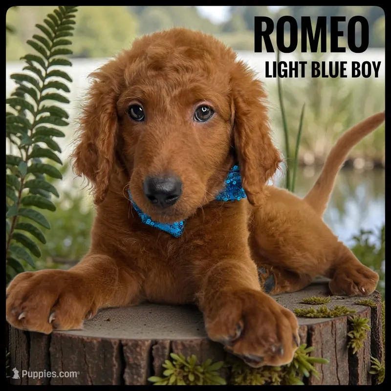 Romeo, a male Goldendoodle and Miniature Goldendoodle for sale in Jacksonville, FL – Photo 1 of 3