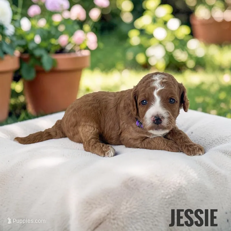 Jessie - F1b Petite – Goldendoodle, Miniature Goldendoodle puppy for sale in Jacksonville, FL