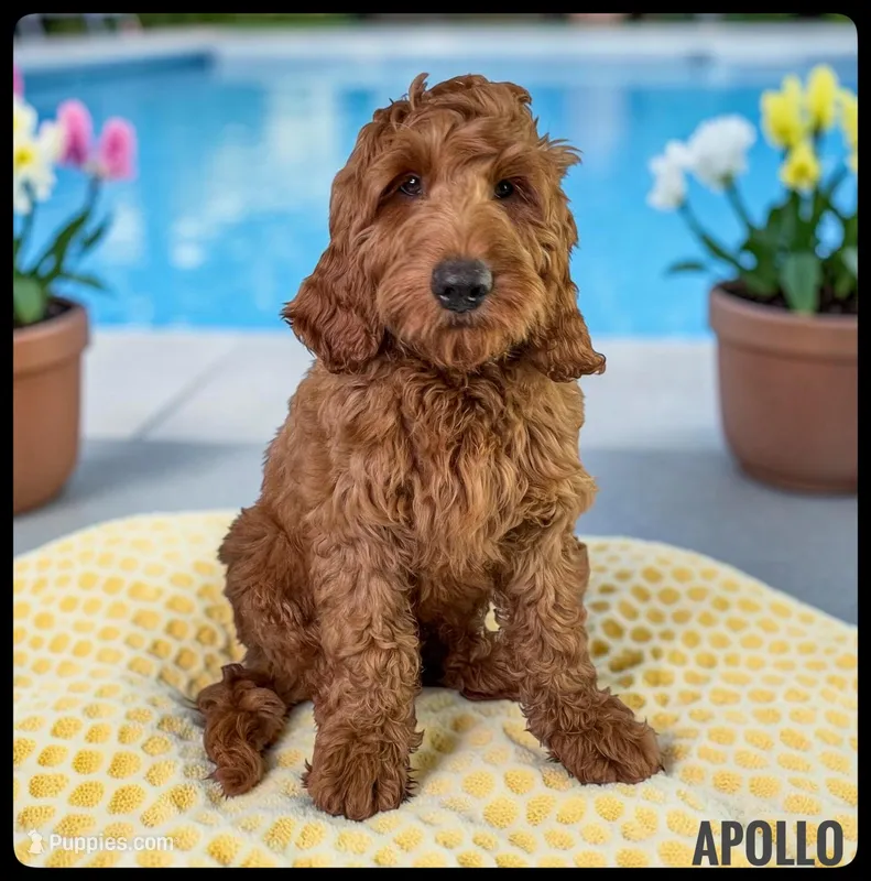 Apollo – Goldendoodle, Miniature Goldendoodle puppy for sale in Jacksonville, FL